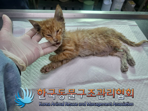 종료(자연사) 한국…